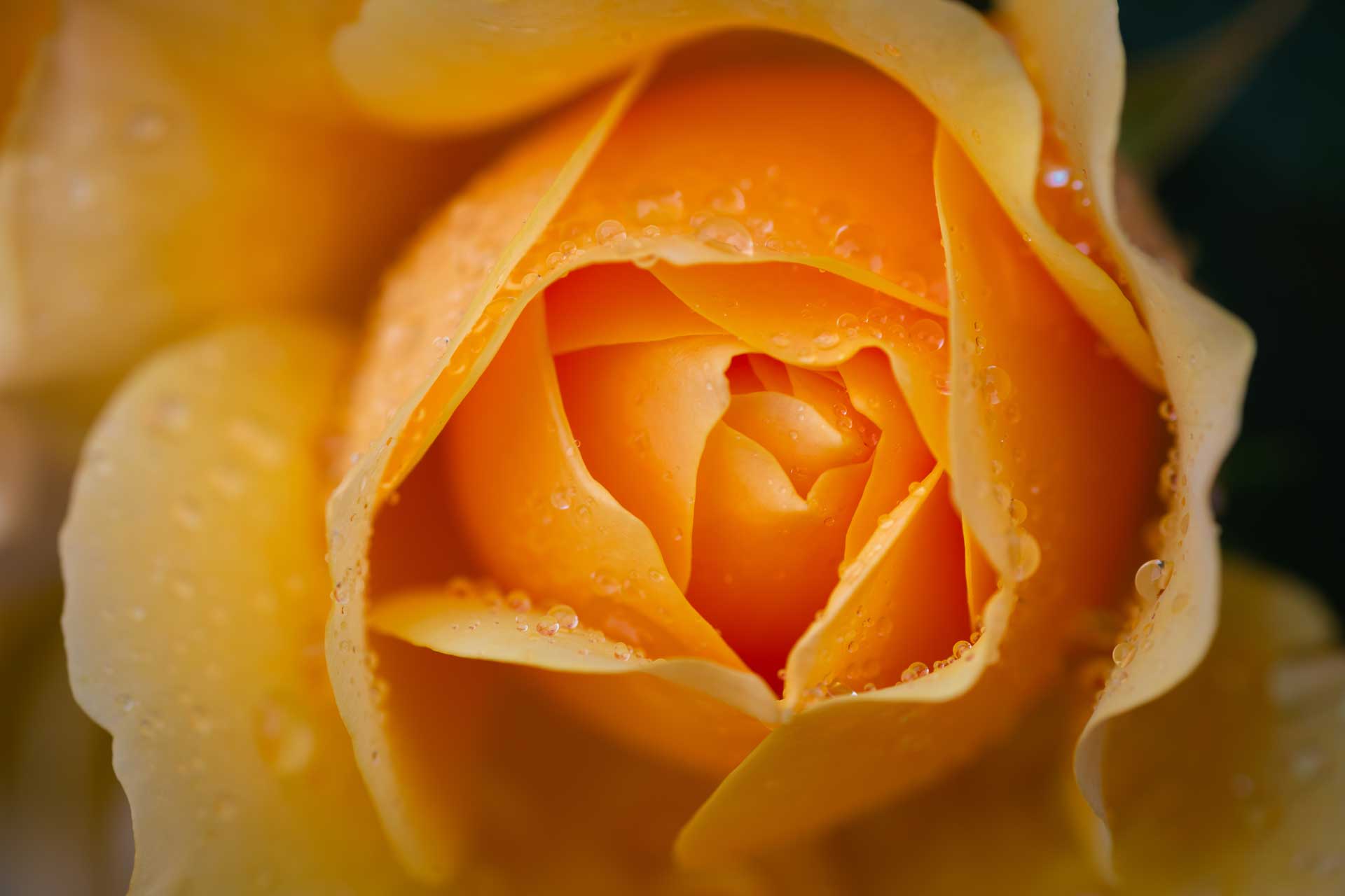 Flower and water droplets
