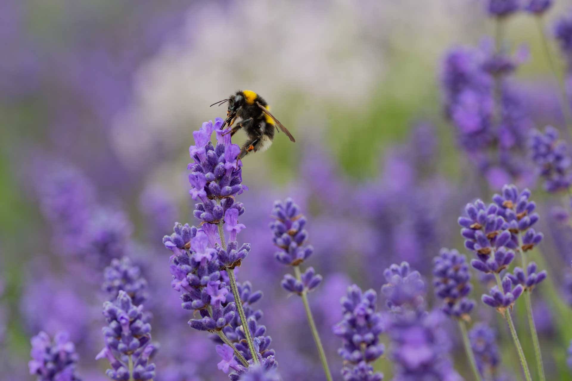 Bee perched on lavender