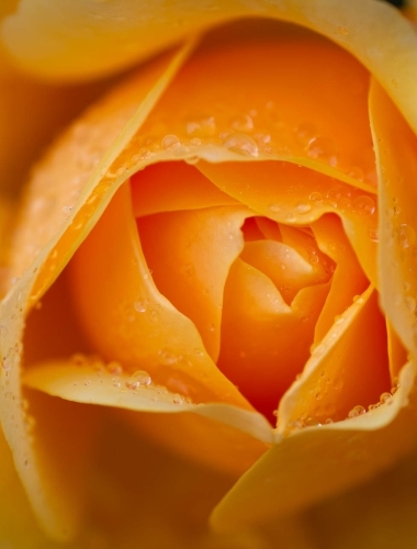 Water droplets on a flower