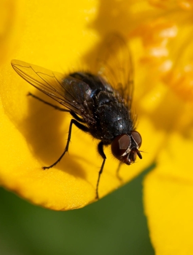 2D4A0915 Close up of a fly on a flower