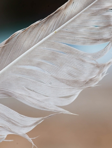 2D4A9667 Closeup of a feather on a beach