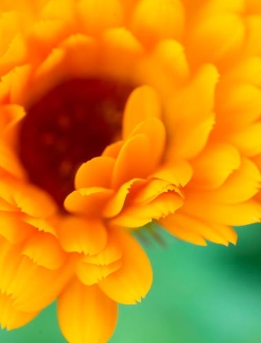 C5D_2964 Close up of a flower