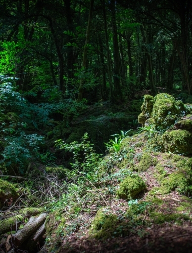 C5D_5188 Puzzlewood, Forest of Dean