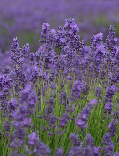 C5D_5532 Lavender field
