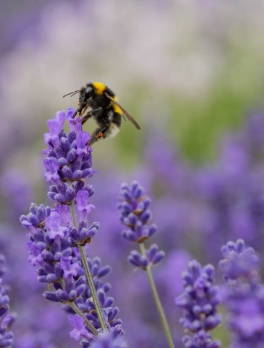 C5D_5621 Bee in a lavender field