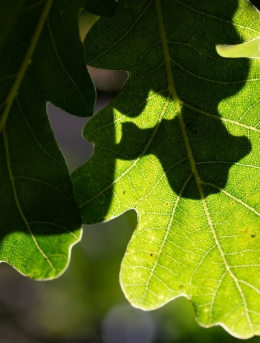 C5D_6265 Light through some leaves