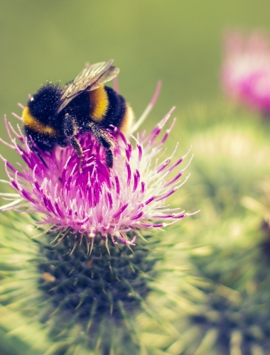 Bee pollinating