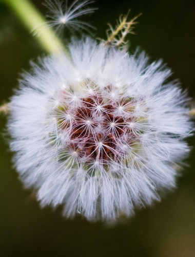 Dandelion