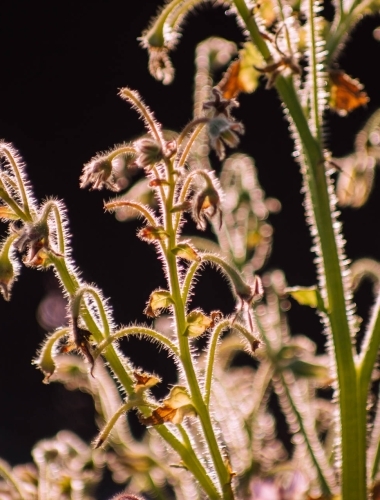 IMG_0807 Hairy plants