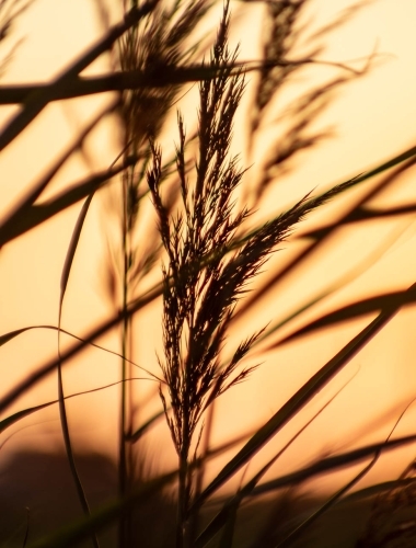 IMG_1352-Enhanced-NR