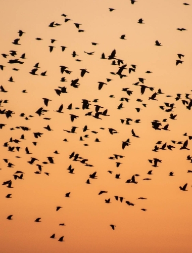 IMG_1376 Flock of birds in the sunset
