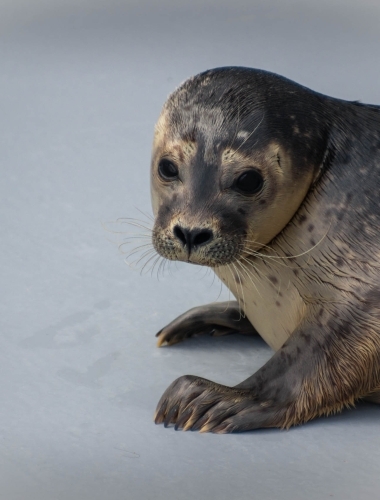 Seal, Texel island, Netherlands