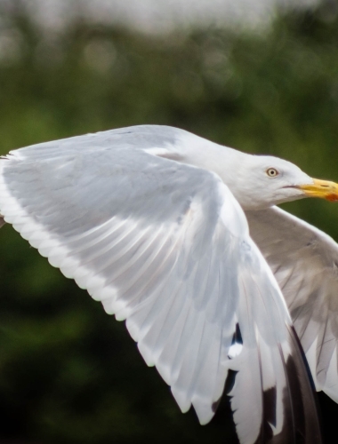 Seagull