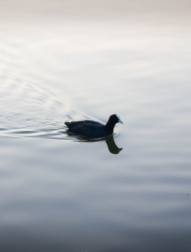 Moorhen, Netherlands