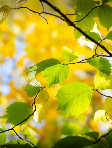 IMG_2758 Light through a canopy of leaves