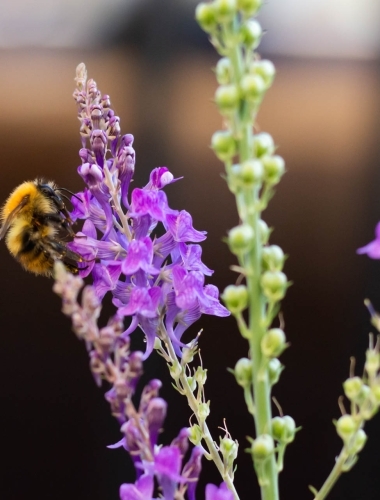 IMG_4882 Bee on a flower