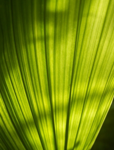 IMG_5880 Light through a leaf