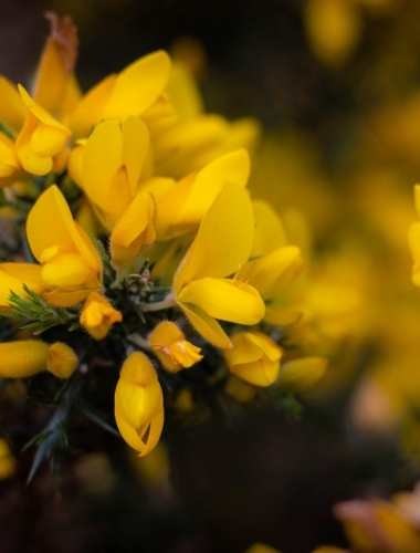 Gorse bush, Scotland