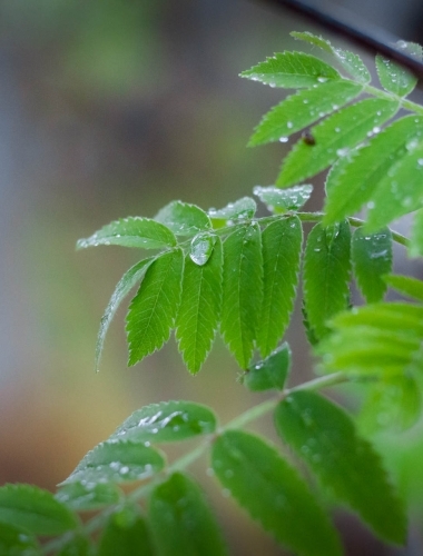 Water droplet, west coast of Scotland