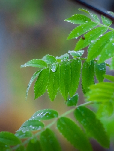 Water droplet, Scotland