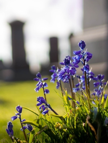 Bluebells in church graveyard, NW Scotland